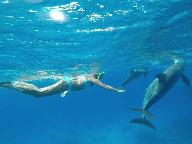 Dolphin House Snorkeling Tour in Hurghada
