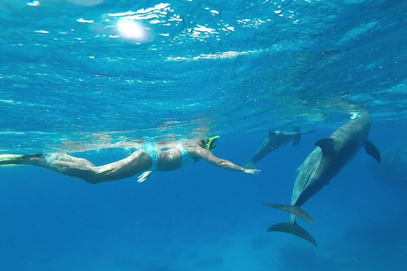 Dolphin House Snorkeling Tour in Hurghada